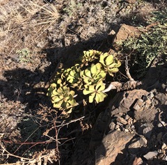 Aeonium glutinosum