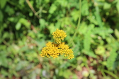 Alloispermum scabrum