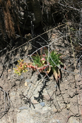Dudleya candelabrum