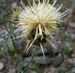 Centaurea reflexa