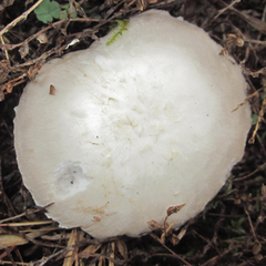 Agaricus porphyrocephalus