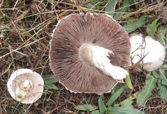 Agaricus porphyrocephalus