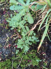 Ornithopus perpusillus