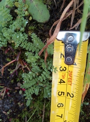 Ornithopus perpusillus