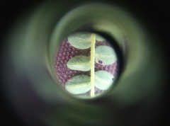 Ornithopus perpusillus