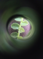 Ornithopus perpusillus