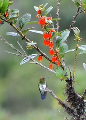 Haplophaedia aureliae