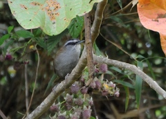 Pheugopedius euophrys