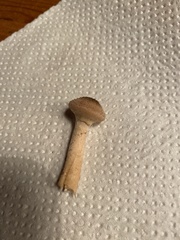 Fungi