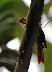 Margarornis squamiger