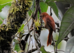 Thripophaga berlepschi