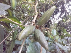 Secamonoideae