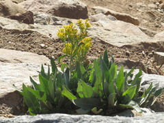 Senecio atratus