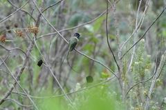 Loddigesia mirabilis