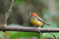 Poecilotriccus luluae