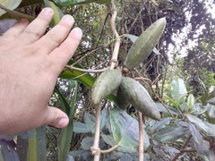 Secamonoideae