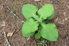 Rumfordia floribunda