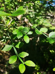 Zanthoxylum fagara