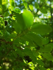 Zanthoxylum fagara