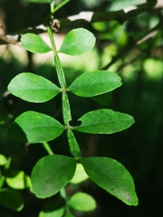 Zanthoxylum fagara