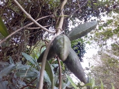 Secamonoideae