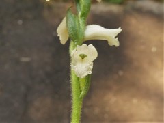 Spiranthes niklasii