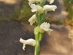 Spiranthes niklasii