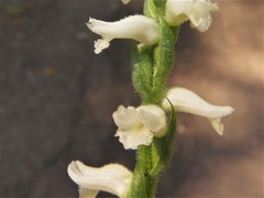 Spiranthes niklasii