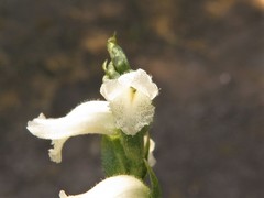 Spiranthes niklasii