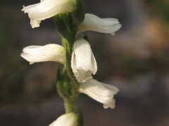 Spiranthes niklasii