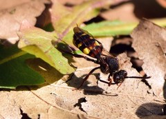 Nomada leucophthalma