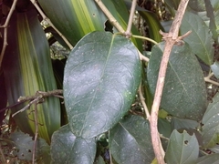Secamonoideae