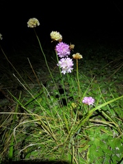 Armeria maritima elongata