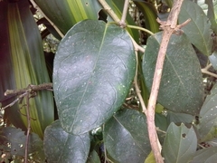 Secamonoideae