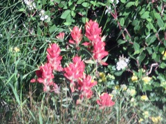 Castilleja rhexiifolia