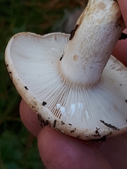 Lactarius musteus