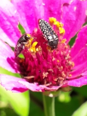 Acmaeodera haemorrhoa
