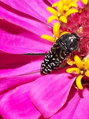 Acmaeodera haemorrhoa