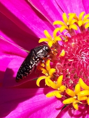 Acmaeodera haemorrhoa