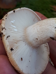 Lactarius musteus