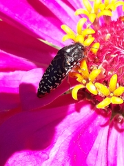 Acmaeodera haemorrhoa