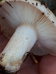 Lactarius musteus