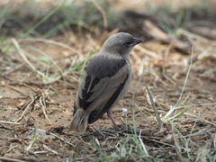 Pseudonigrita arnaudi dorsalis