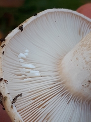 Lactarius musteus