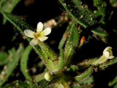 Polycarena silenoides