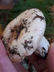 Lactarius musteus