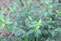 Acalypha mollis