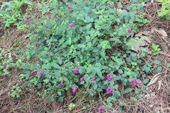 Salvia dichlamys