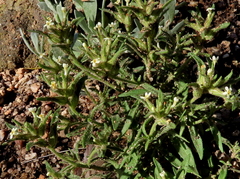 Polycarena silenoides