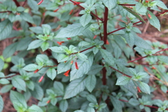 Fuchsia cylindracea